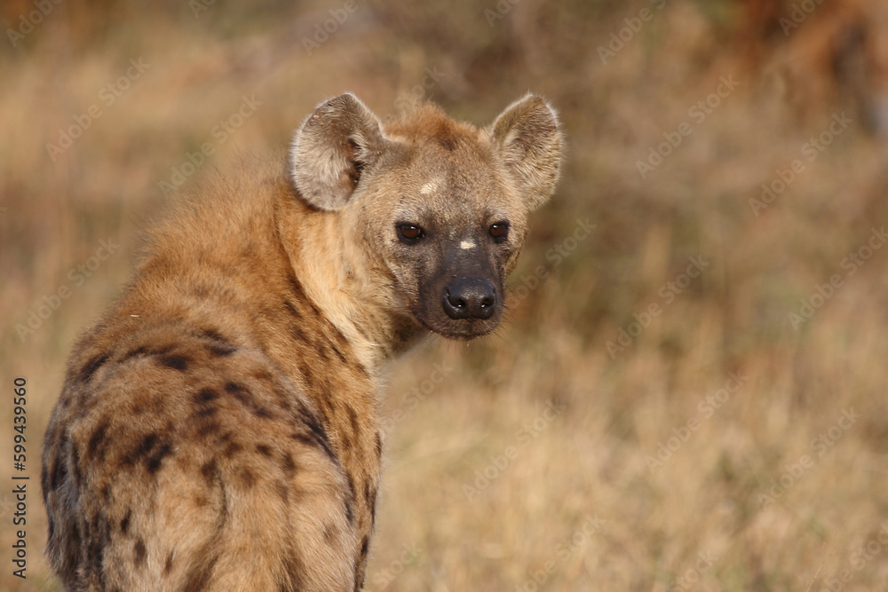 Tüpfelhyäne / Spotted hyaena / Crocuta crocuta Tüpfelhyäne / Spotted hyaena / Crocuta crocuta