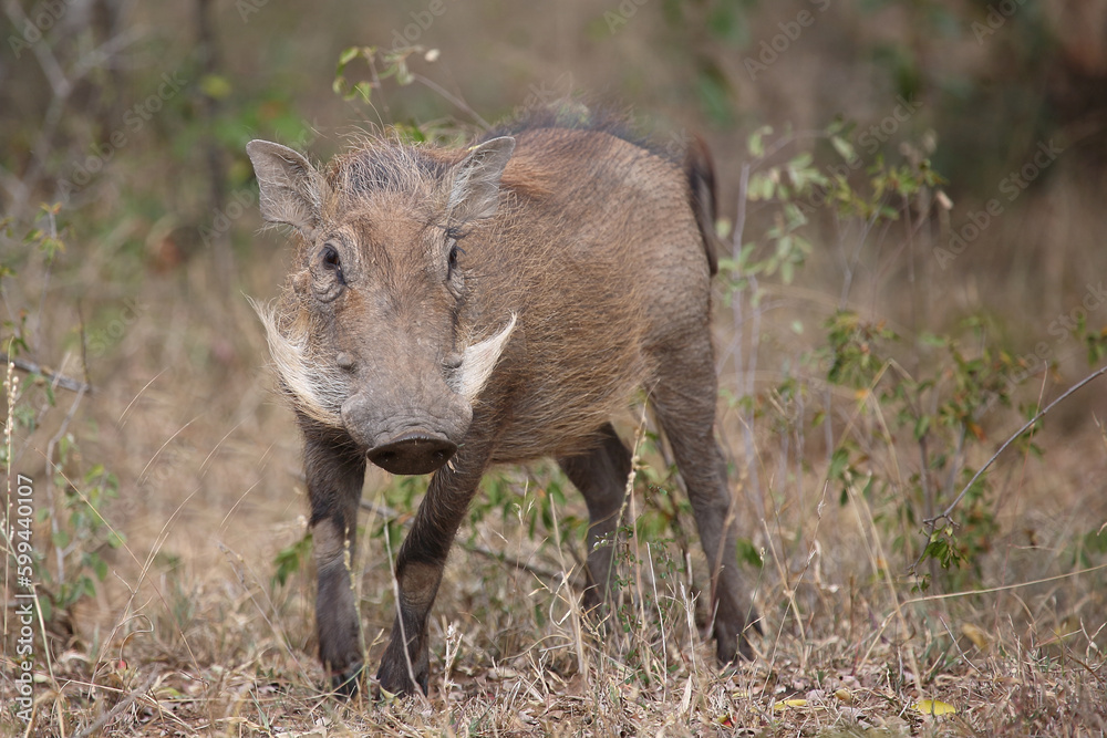 Warzenschwein / Warthog / Phacochoerus africanus Warzenschwein / Warthog / Phacochoerus africanus