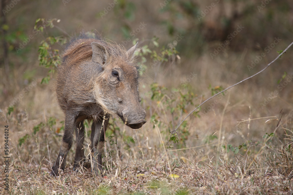 Warzenschwein / Warthog / Phacochoerus africanus Warzenschwein / Warthog / Phacochoerus africanus