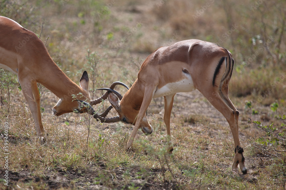 Schwarzfersenantilope / Impala / Aepyceros melampus Schwarzfersenantilope / Impala / Aepyceros melampus