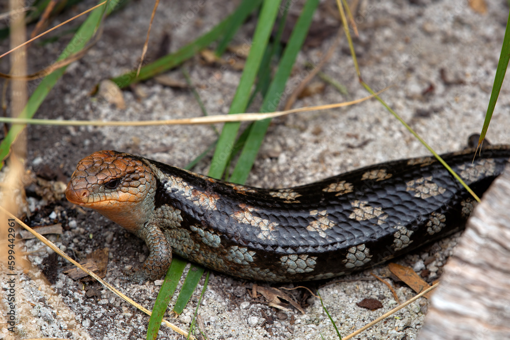 portrait of a blue tongue lizard in australia portrait of a blue tongue lizard in australia