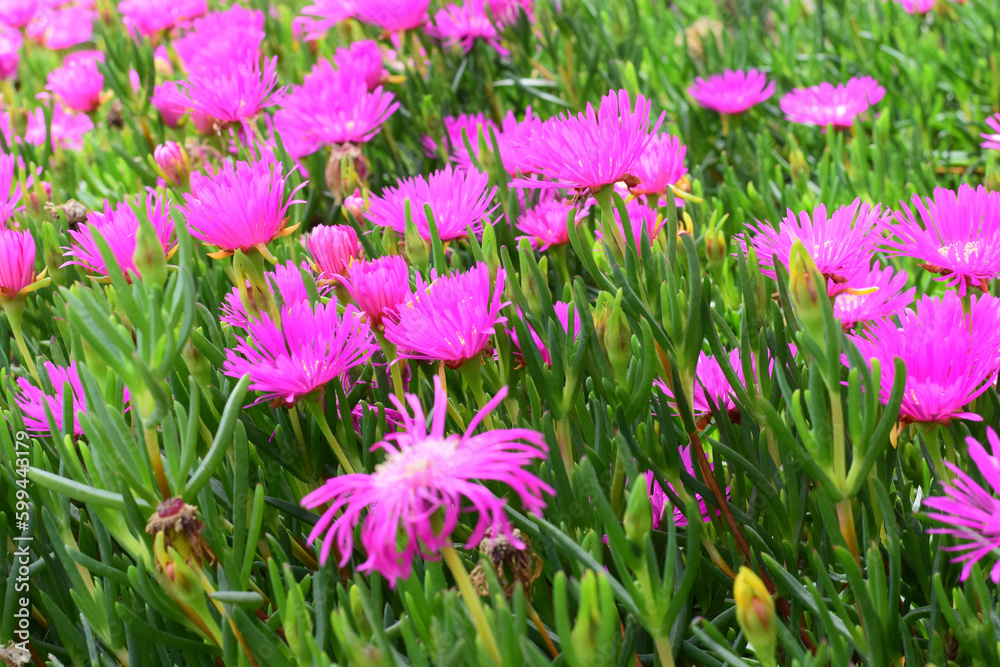 Obraz premium Doca,carpobrotus plant,creeping,perennial,succulent, magenta floweres of South America