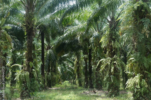 Oil palm plantation located on the causeway of Sumatra, Indonesia.