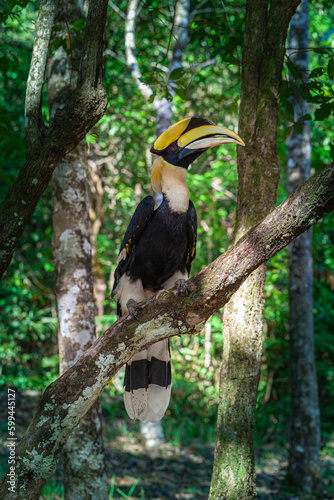 Hornbills are large, endangered, fruit-eating birds found across Asian forests with only certain fleshy fruit trees .Hornbills have large beaks and crests..Hornbills live in rich deep forests.