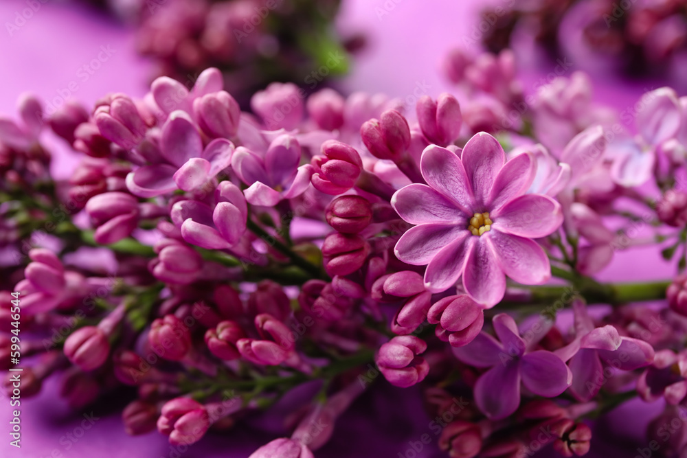 Blooming lilac flowers on purple background