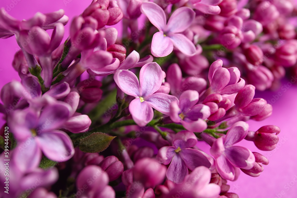 Blooming lilac flowers on purple background Blooming lilac flowers on purple background