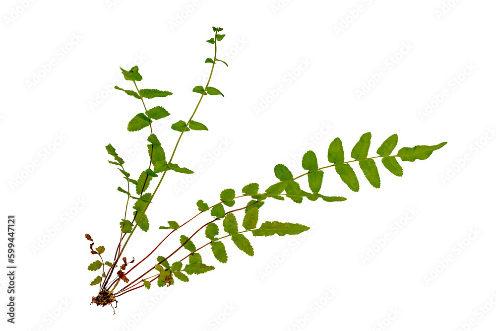 Obraz premium Suplir plant or fern plant looks intact from root to leaf