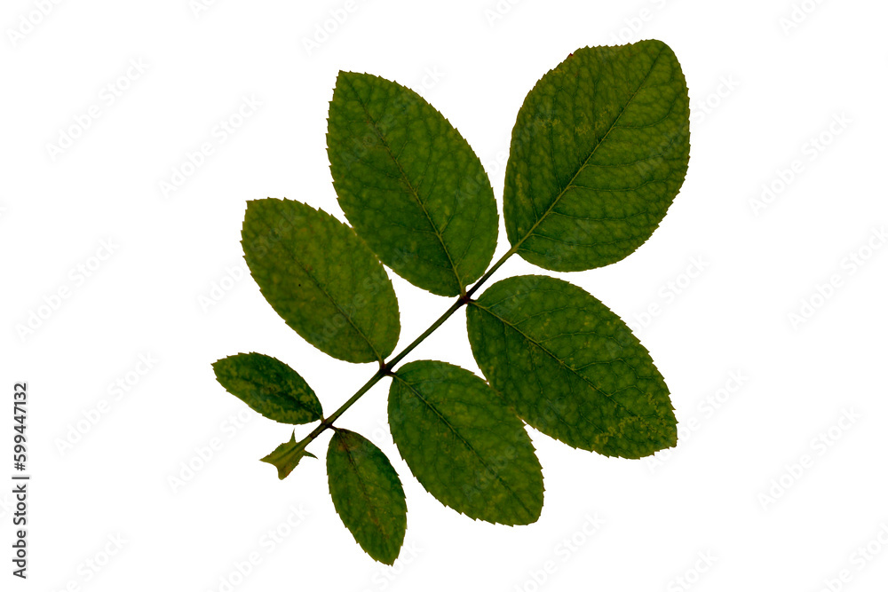 Fototapeta premium Top view of rose plant leaves