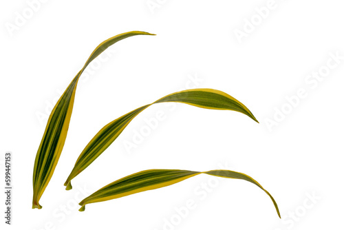 Top view of the leaves of Dracaena reflexa or song of india in green and white ivory photo