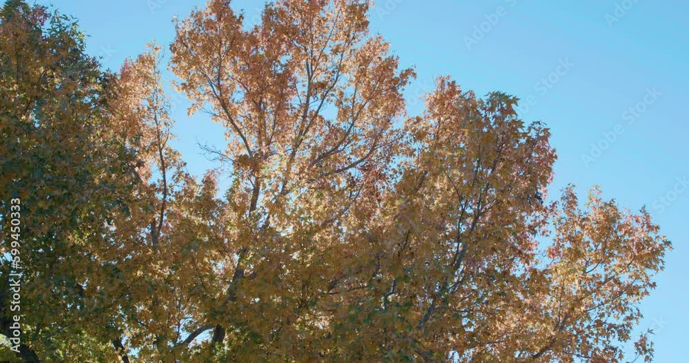 Autumn leaves on tree with sunlight and blue sky Autumn leaves on tree with sunlight and blue sky