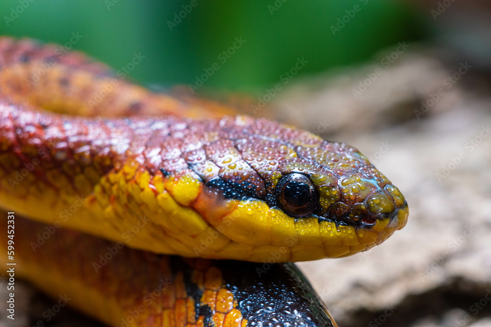 Fototapeta premium Serpiente Erthrolamprus Melanotus