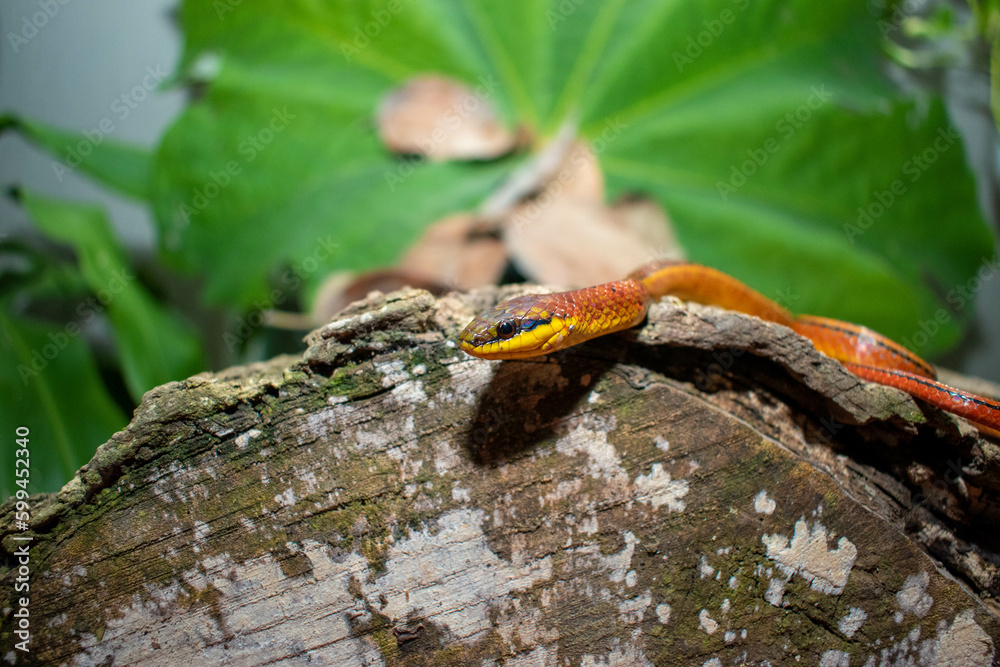 Serpiente Erthrolamprus Melanotus Serpiente Erthrolamprus Melanotus