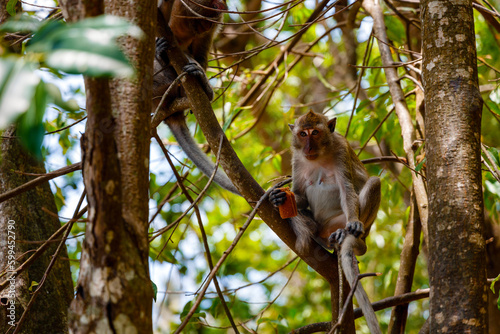 The monkey sits on a tree with food in his hands. The contrast of shadow and sun in the forest with a monkey on a tree. Green trees with cute animals.