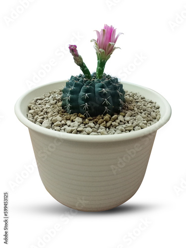 Green ball cactus with pink flower on white stone in the white pot isolated on white background.