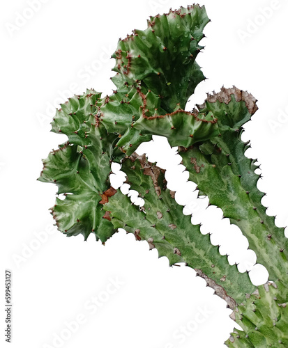 Euphorbia lactea cactus isolated on white background with clipping path