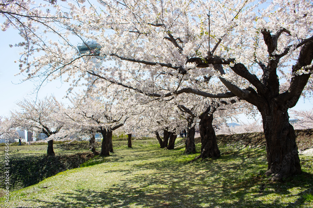 Beautiful landscape at Goryokaku Park in cherry blossom season, Hakodate, Hokkaido, Japan Beautiful landscape at Goryokaku Park in cherry blossom season, Hakodate, Hokkaido, Japan