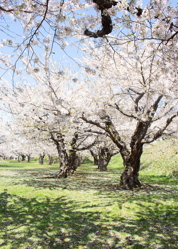 Beautiful scenery of Goryokaku Park in cherry blossom (Sakura) season in Hakodate, Hokkaido, Japan. Vertical Image