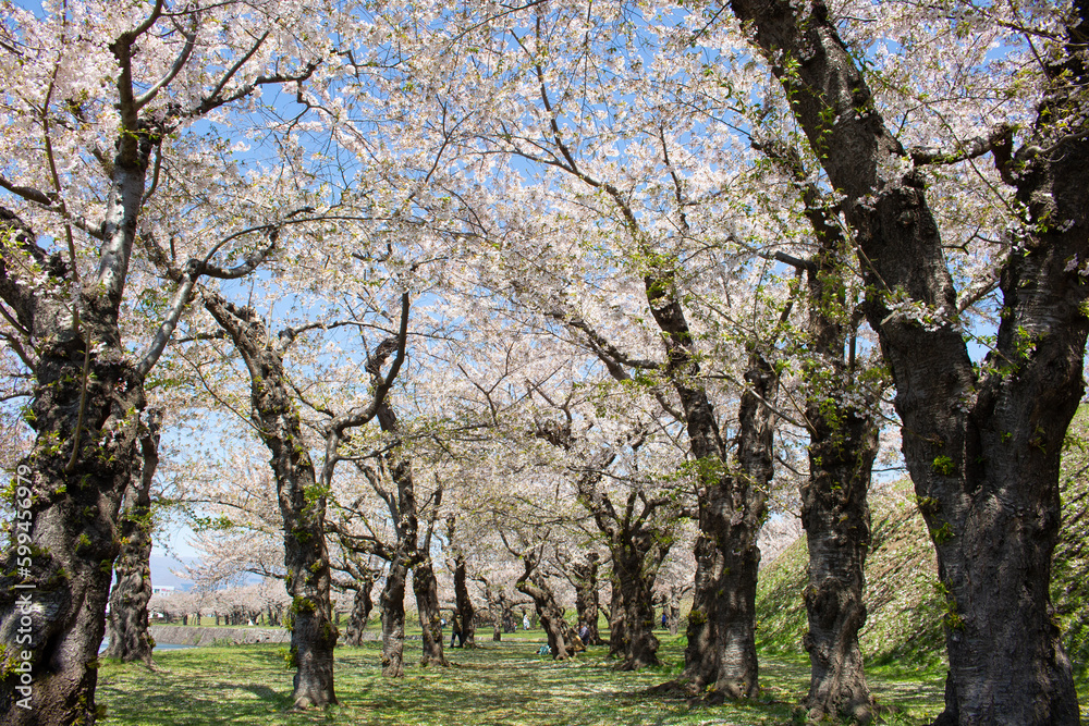 Walkway under the cherry blossom sakura tree which is the romantic atmosphere scene in Japan