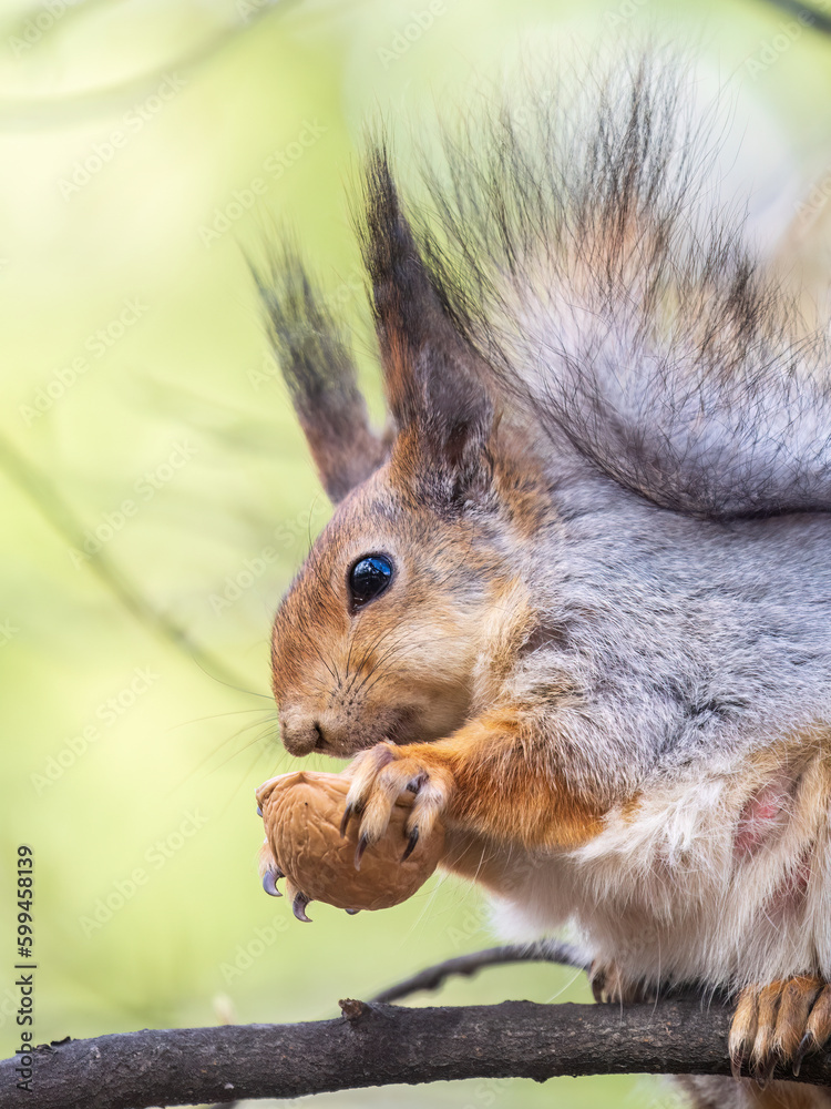 The squirrel with nut sits on a branches in the spring or summer. The squirrel with nut sits on a branches in the spring or summer.