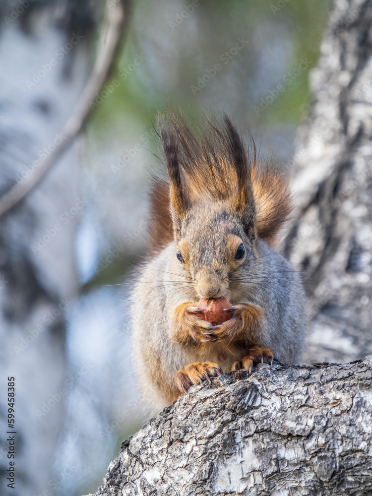 Fototapeta premium The squirrel with nut sits on a branches in the spring or summer.