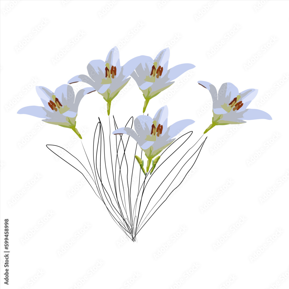 Illustration of lily for decoration element or background