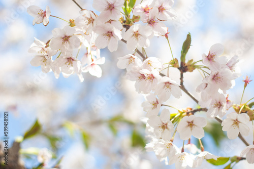 branch of blooming cherry blossom flower with copy space. closeup of cherry blossom flower on blue sky background