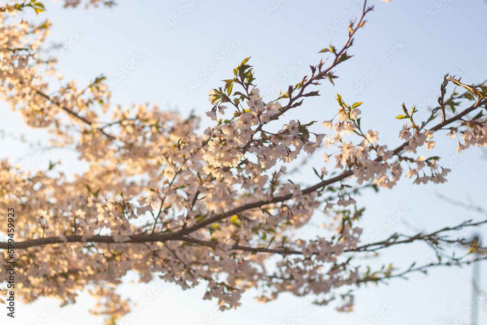 Beautiful cherry blossom against blue sky, wallpaper background in Spring in Hakodate, Hokkaido, Japan. Beautiful cherry blossom against blue sky, wallpaper background in Spring in Hakodate, Hokkaido, Japan.