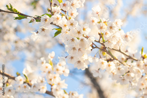 Branch of blooming cherry blossom flower with copy space. closeup of cherry blossom flower on blue sky background