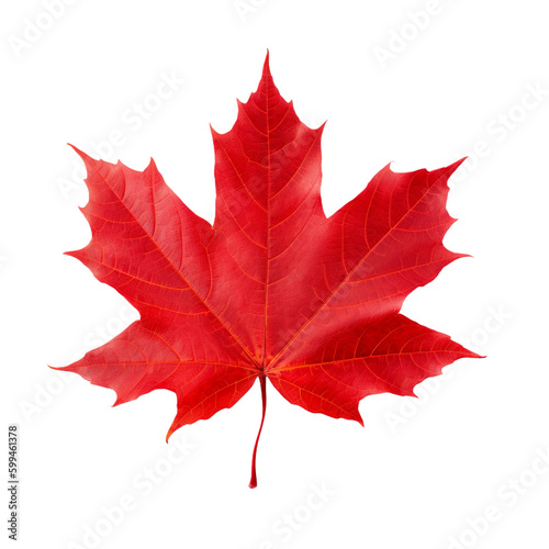 red sugar maple leaf isolated on transparent background, Generative AI