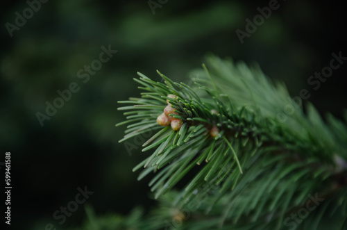 green background from a spruce branch with buds.