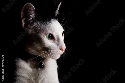 Photography Black and white cat