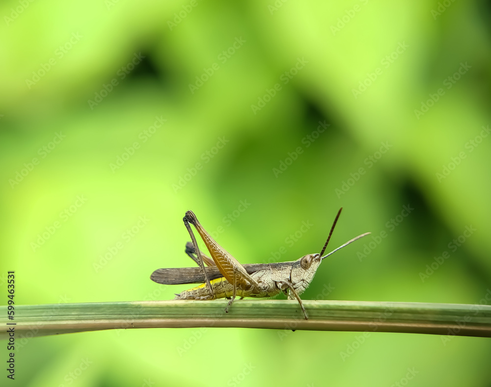 green grasshopper or herbivorous insect on a blurred background. green grasshopper or herbivorous insect on a blurred background.