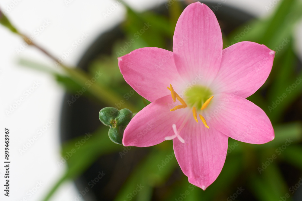 rain lily or zephyrlily, aka cuban zephyr or rose fairy lily which bloom only after heavy rain, small tropical ornamental pink flower taken straight from above with copy space, selective focus rain lily or zephyrlily, aka cuban zephyr or rose fairy lily which bloom only after heavy rain, small tropical ornamental pink flower taken straight from above with copy space, selective focus