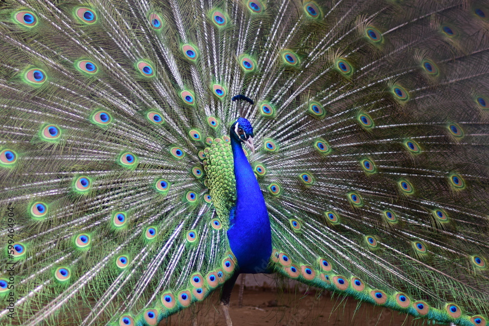 Fototapeta premium Peacock dancing. Colorful feathers of beautiful bird.