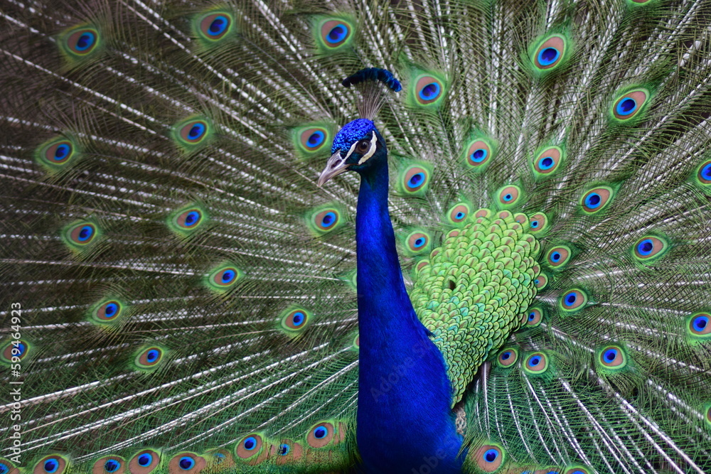 Fototapeta premium peacock with feathers.