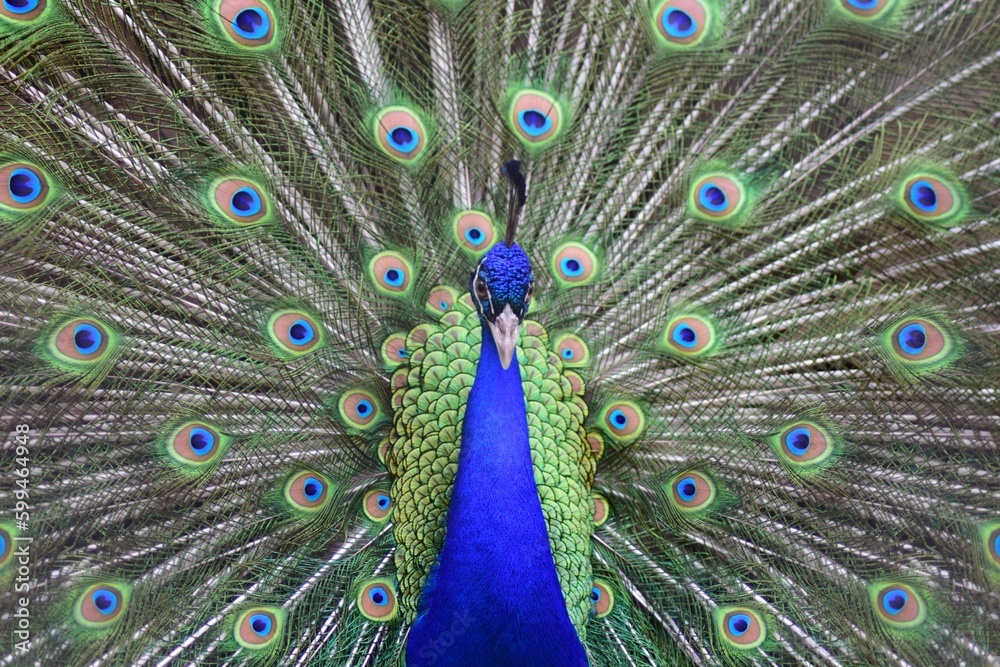 Fototapeta premium Peacock dancing. Colorful feathers.