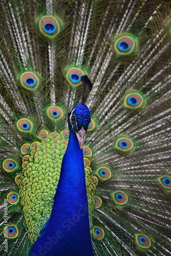 Peacock dancing and showing colorful feathers.