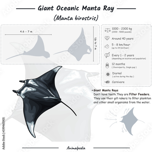 Giant Manta ray infographic