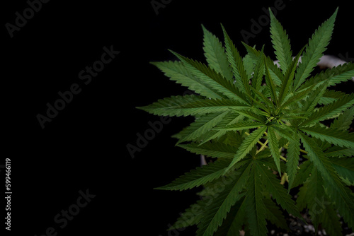 marijuana leaf plant marijuana beautiful black background how to grow marijuana