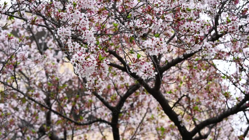 4K Closeup view blooming sakura branches. Clusters of soft pink flowers Sky and floral background. 4K Closeup view blooming sakura branches. Clusters of soft pink flowers Sky and floral background.