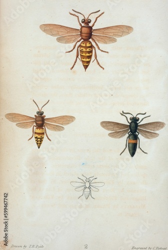 Ancienne illustrations naturaliste insecte abeilles