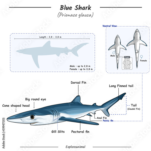 Anatomy of a Blue shark