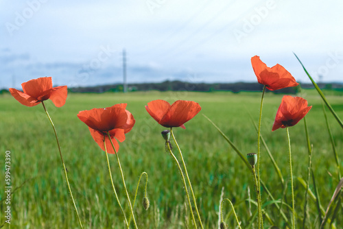  Red blooming poppy flowers growing on green grassy meadow on summer day under blue sky 