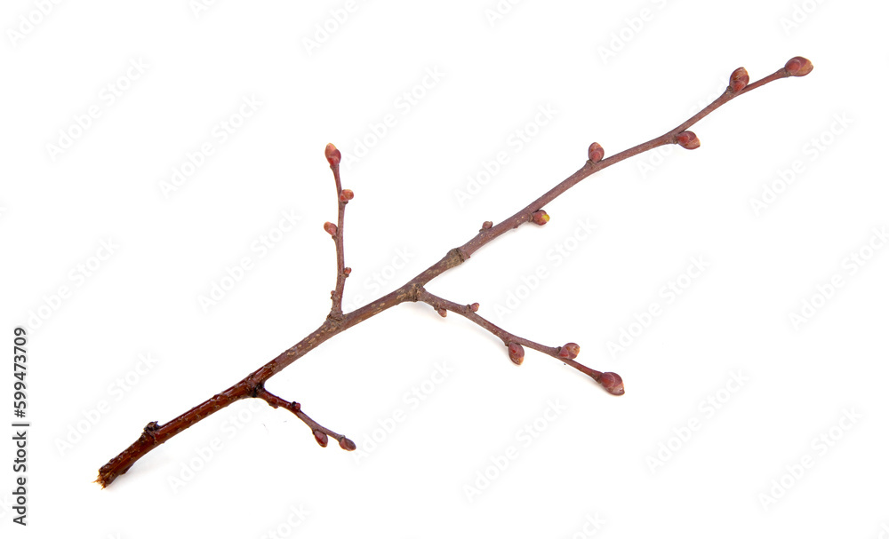 Branch with green buds on a white background. Branch with green buds on a white background.