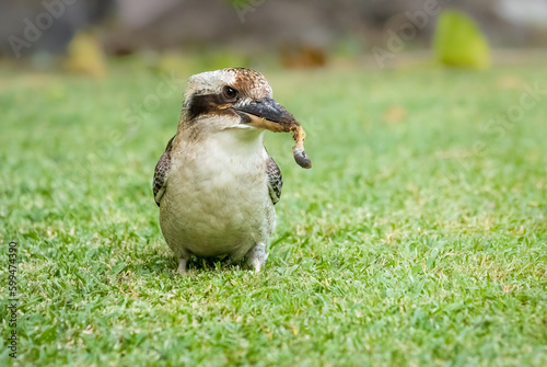Kookaburra catching a lawn grub in a suburban lawn photo