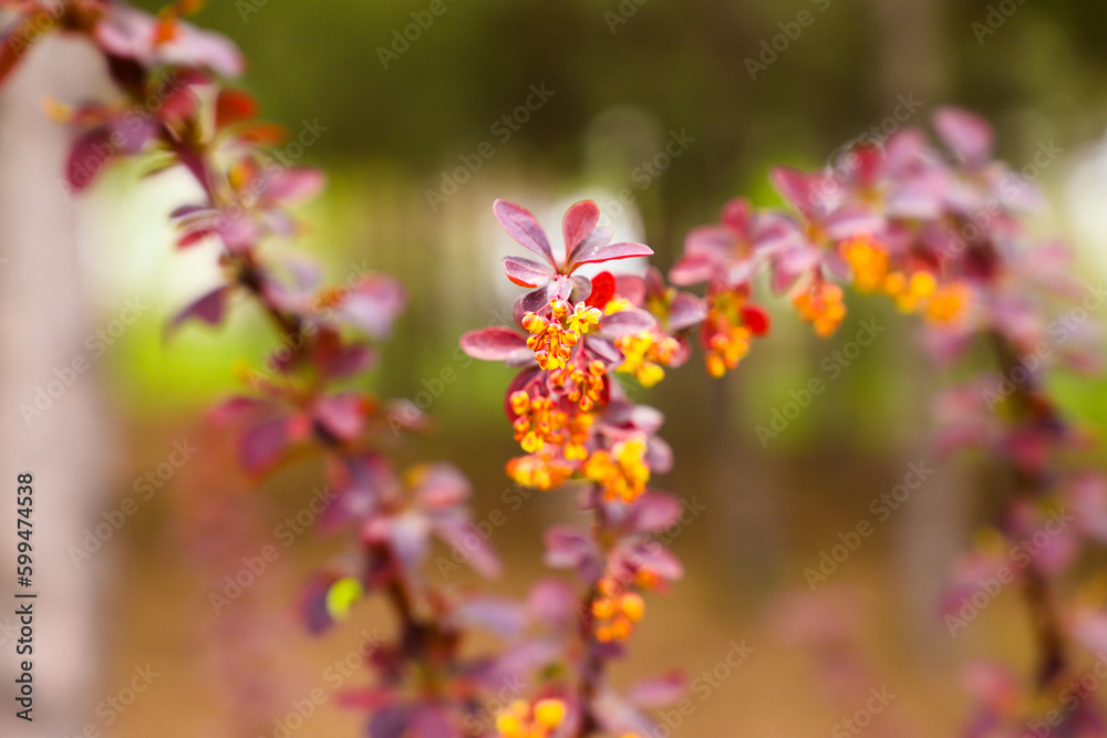 A bush with red leaves in the foreground A bush with red leaves in the foreground