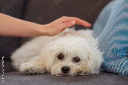 Maltese poodle, dog and relax on couch with hand, woman and care together with love, bonding or comfort in home. Pet puppy, animal and lying on sofa in living room with calm, quiet and cute in house