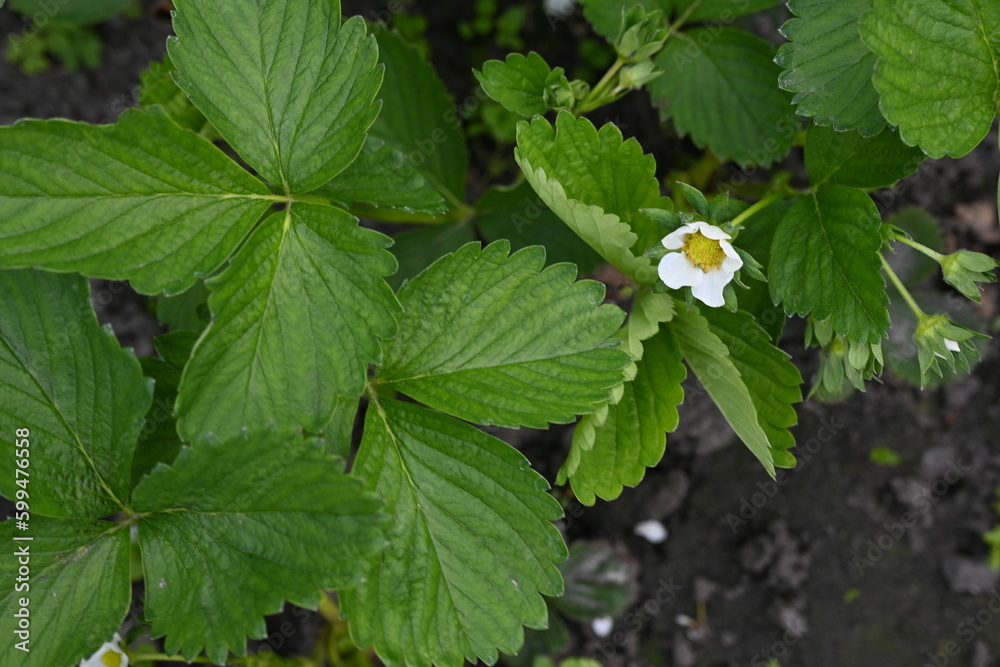 white strawberry flowers close up, green strawberry leaves close up, young spring greenery, White strawberry flowers with green leaves, strawberries bloom in spring white strawberry flowers close up, green strawberry leaves close up, young spring greenery, White strawberry flowers with green leaves, strawberries bloom in spring