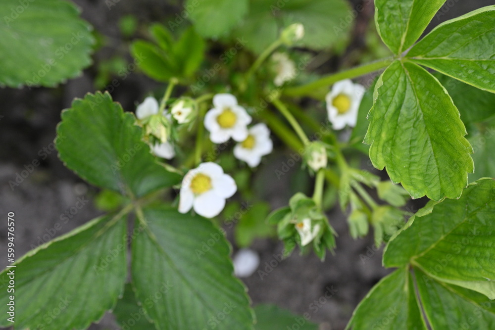 white strawberry flowers close up, green strawberry leaves close up, young spring greenery, White strawberry flowers with green leaves, strawberries bloom in spring