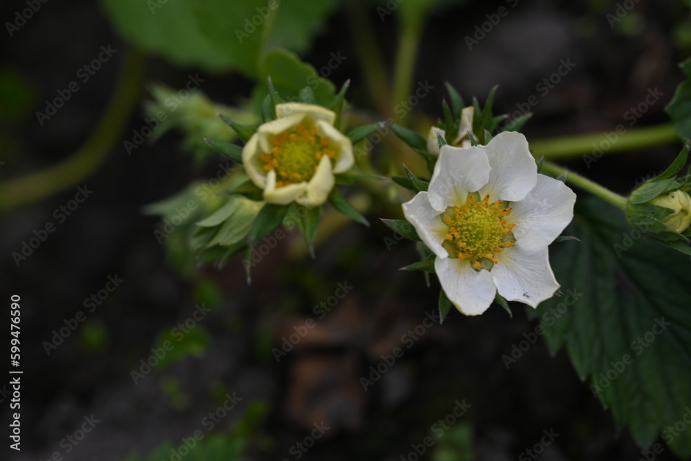 white strawberry flowers close up, green strawberry leaves close up, young spring greenery, White strawberry flowers with green leaves, strawberries bloom in spring white strawberry flowers close up, green strawberry leaves close up, young spring greenery, White strawberry flowers with green leaves, strawberries bloom in spring